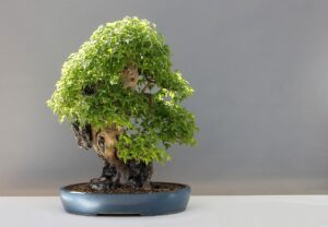 bonsai podlewanie