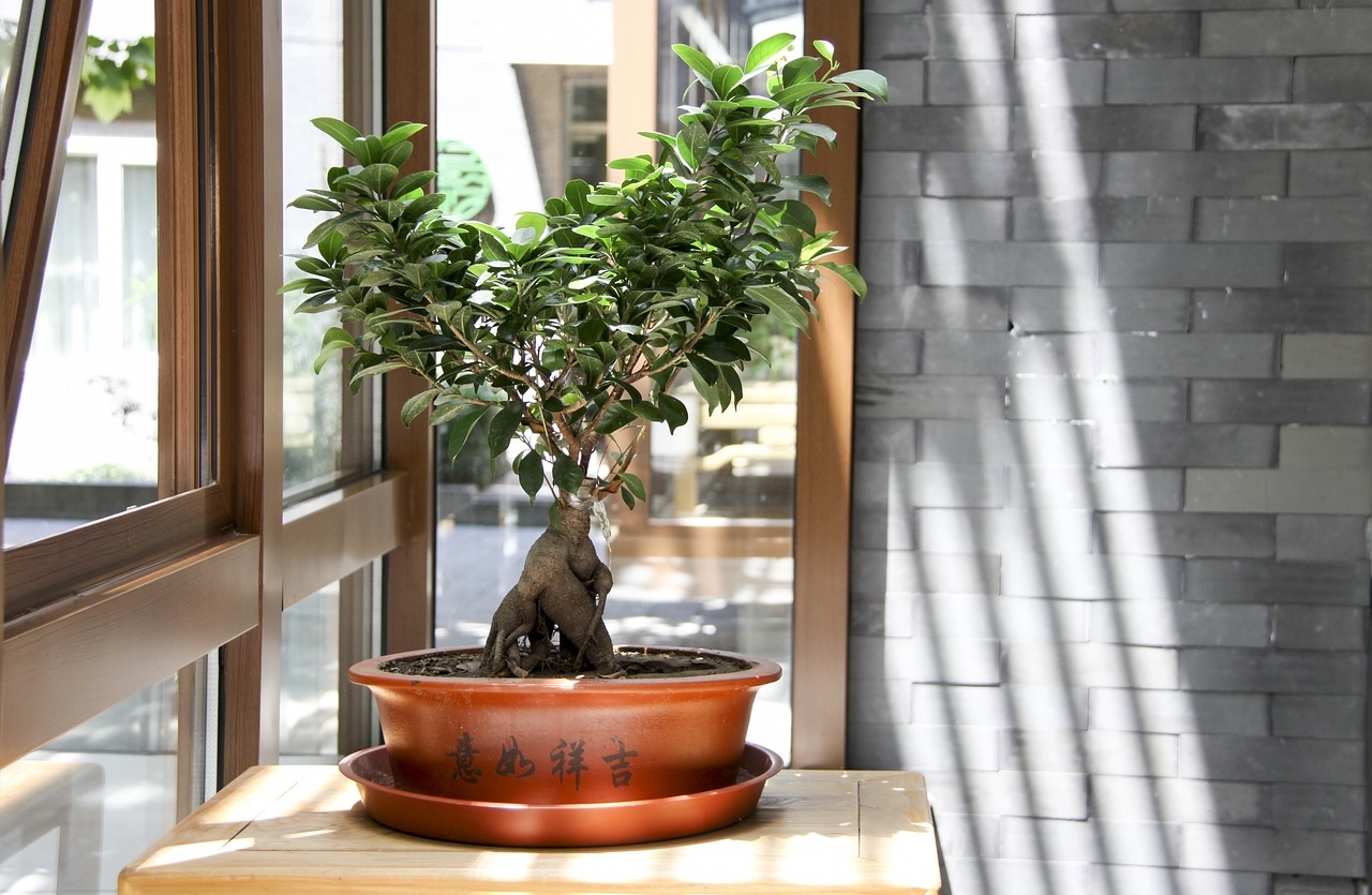 co ile podlewać bonsai