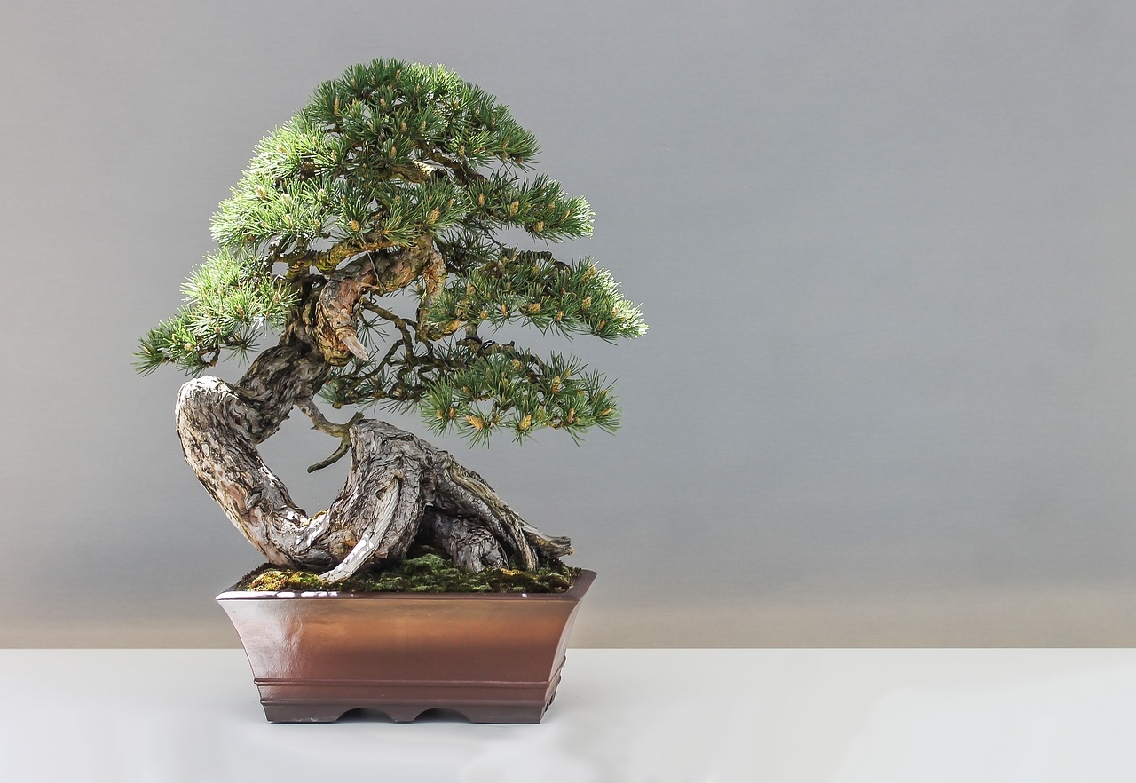 jak często podlewać bonsai