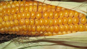 zacier z kukurydzy przepis