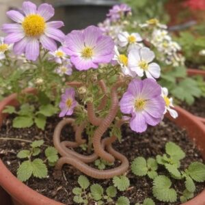 Jakie rośliny są bardziej podatne na glisty